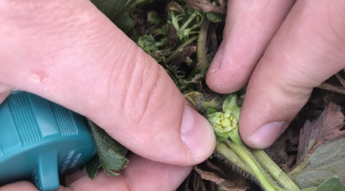 Ważne na początku wzrostu truskawek