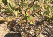 Stan plantacji borówki po zimie – zalecenia TAP