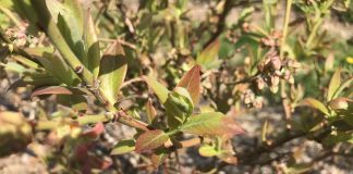 Stan plantacji borówki po zimie – zalecenia TAP