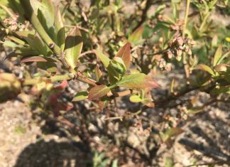 Stan plantacji borówki po zimie – zalecenia TAP