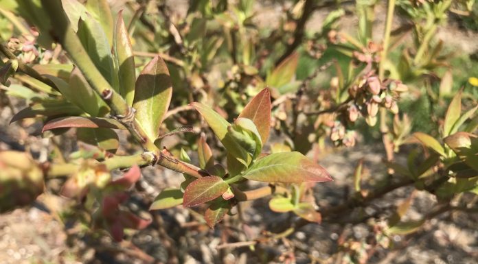Stan plantacji borówki po zimie – zalecenia TAP
