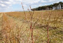 Borówka po cięciu – zdjęcia z plantacji