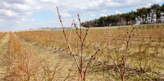 Borówka po cięciu – zdjęcia z plantacji