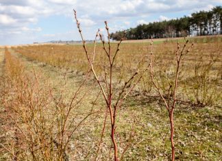 Borówka po cięciu – zdjęcia z plantacji