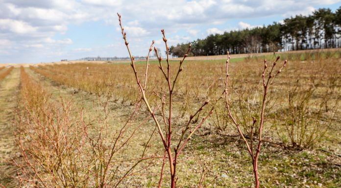 Borówka po cięciu – zdjęcia z plantacji
