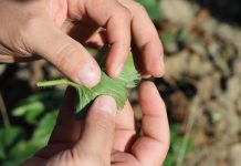 Podwójne uderzenie w przędziorki