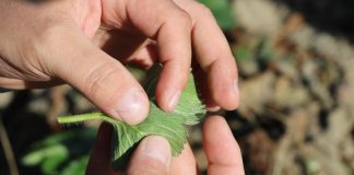 Podwójne uderzenie w przędziorki