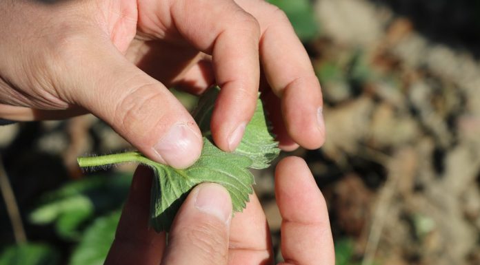 Podwójne uderzenie w przędziorki