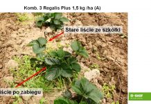 Nowe aspekty w ochronie truskawek