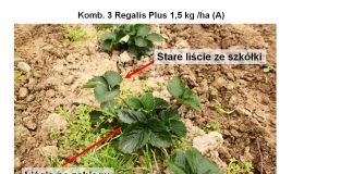 Nowe aspekty w ochronie truskawek