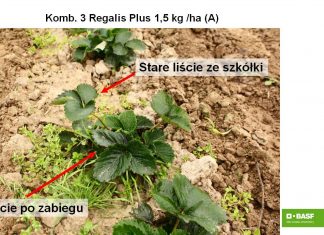 Nowe aspekty w ochronie truskawek