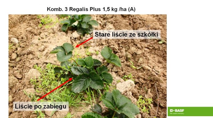 Nowe aspekty w ochronie truskawek