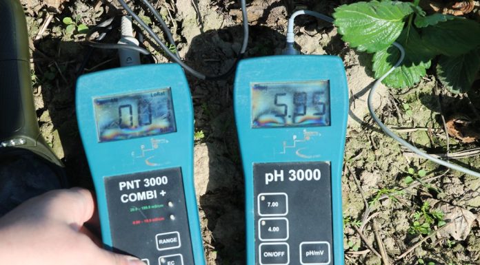 Nawożenie i ochrona truskawek na początku sezonu