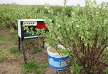 Murarka ogrodowa na plantacji jagody kamczackiej