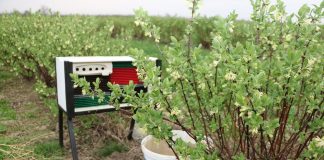 Murarka ogrodowa na plantacji jagody kamczackiej