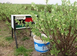 Murarka ogrodowa na plantacji jagody kamczackiej