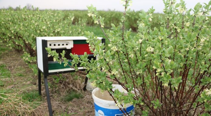 Murarka ogrodowa na plantacji jagody kamczackiej