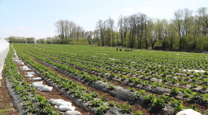 Nawożenie truskawek kompleksowo