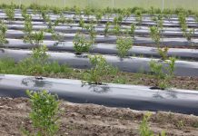 Przygotowanie pola pod nasadzenia borówki