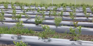 Przygotowanie pola pod nasadzenia borówki