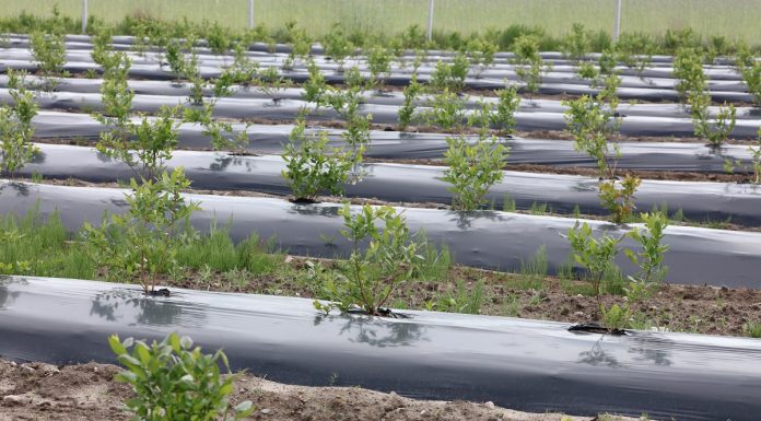 Przygotowanie pola pod nasadzenia borówki