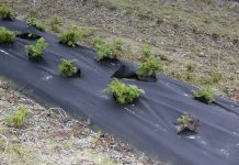 Nawożenie malin – wiosna 2018