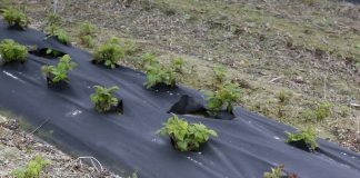 Nawożenie malin – wiosna 2018