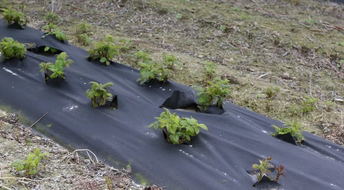 Nawożenie malin – wiosna 2018