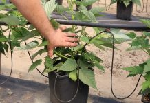 Wyprowadzanie pędów w uprawie doniczkowej