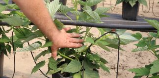 Wyprowadzanie pędów w uprawie doniczkowej