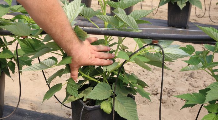 Wyprowadzanie pędów w uprawie doniczkowej