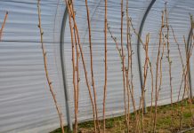 Zasady stosowania preparatu olejowego