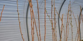 Zasady stosowania preparatu olejowego