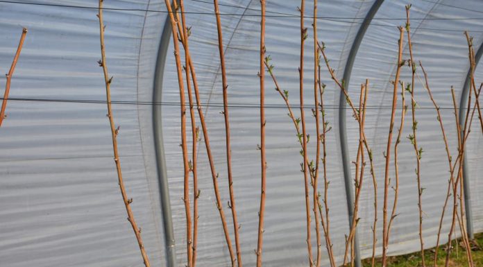 Zasady stosowania preparatu olejowego