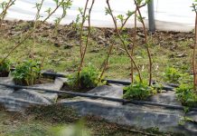 Początek wegetacji malin w tunelu – przegląd odmian powtarzających owocowanie