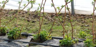 Początek wegetacji malin w tunelu – przegląd odmian powtarzających owocowanie