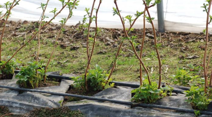 Początek wegetacji malin w tunelu – przegląd odmian powtarzających owocowanie