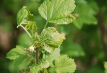 Komunikat jagodowy firmy Bayer z 21.04.2018 r.