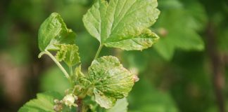 Komunikat jagodowy firmy Bayer z 21.04.2018 r.