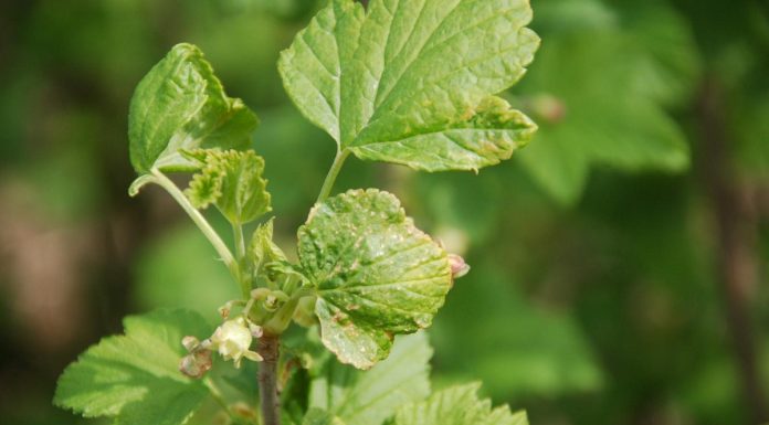 Komunikat jagodowy firmy Bayer z 21.04.2018 r.