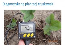 Diagnostyka na plantacjach truskawki