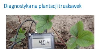 Diagnostyka na plantacjach truskawki