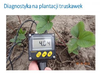 Diagnostyka na plantacjach truskawki