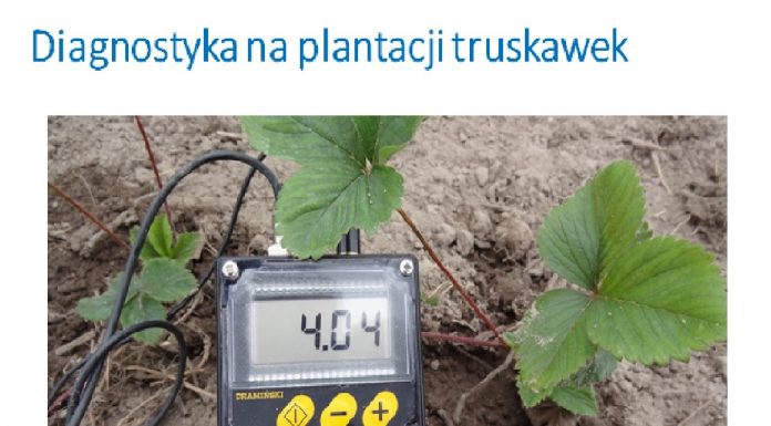 Diagnostyka na plantacjach truskawki