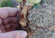 Ocena tempa regeneracji przemrożeń oraz rekomendacja stymulacji pozakorzeniowej