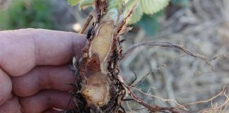 Ocena tempa regeneracji przemrożeń oraz rekomendacja stymulacji pozakorzeniowej