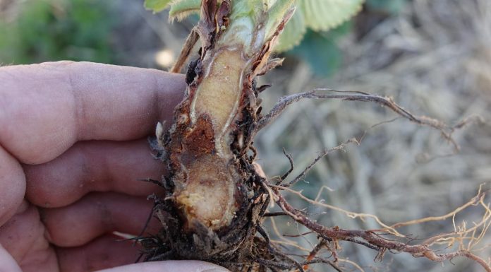 Ocena tempa regeneracji przemrożeń oraz rekomendacja stymulacji pozakorzeniowej