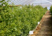 Nawożenie malin po zawiązaniu owoców