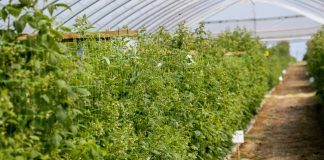 Nawożenie malin po zawiązaniu owoców