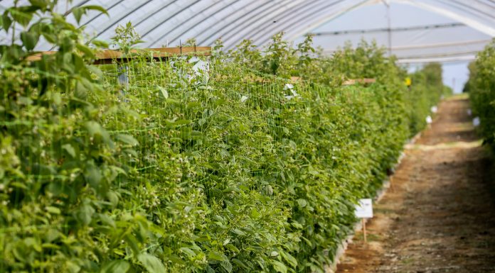 Nawożenie malin po zawiązaniu owoców